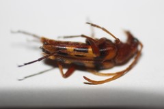 Strangalia sexnotata
