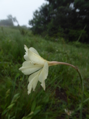 Gladiolus longicollis