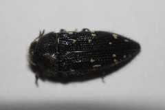 Acmaeodera ornatoides