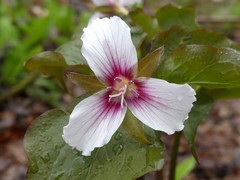 Trillium undulatum