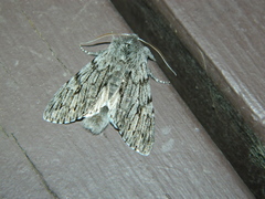 Brachionycha borealis