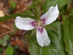 Trillium undulatum