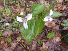 Trillium undulatum