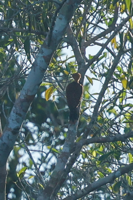 Ringed Woodpecker (Celeus torquatus), photo 7