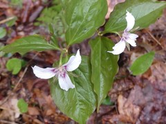 Trillium undulatum