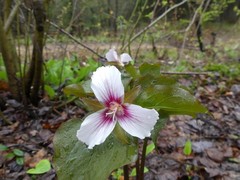 Trillium undulatum