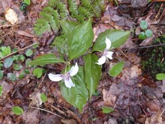 Trillium undulatum