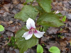 Trillium undulatum