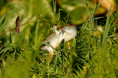 Azure Gallinule (Porphyrio flavirostris), photo 5