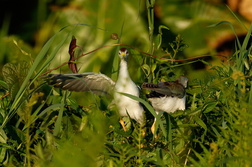 Azure Gallinule (Porphyrio flavirostris), photo 6
