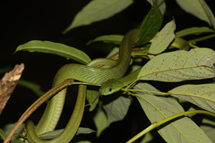 Boiga cyanea