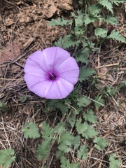 Convolvulus althaeoides