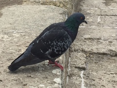 Columba livia domestica