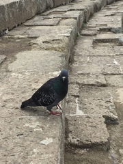 Columba livia domestica