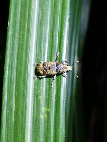 Rawasia ritsemae · iNaturalist