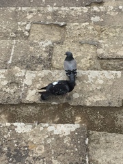 Columba livia domestica