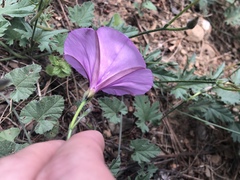 Convolvulus althaeoides