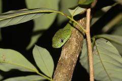 Boiga cyanea