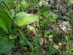 Medicago lupulina