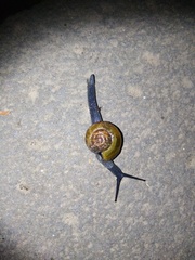 Petalochlamys