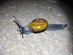 Petalochlamys