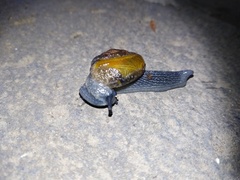 Petalochlamys