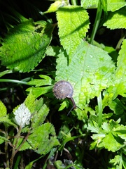 Plectotropis mackensii