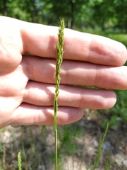 Poa compressa