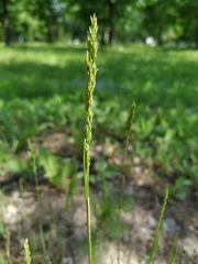Poa compressa