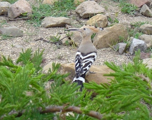 Common Hoopoe