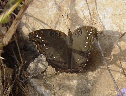White-spotted Commodore