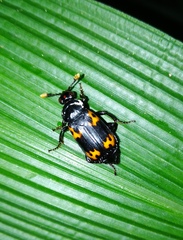 Nicrophorus nepalensis