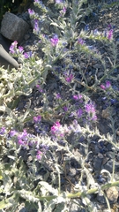 Echium plantagineum