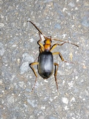 Brachininae