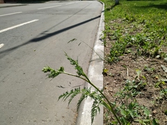 Chaerophyllum prescottii