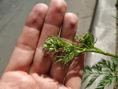 Chaerophyllum prescottii