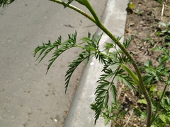Chaerophyllum prescottii
