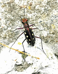 Calomera mindanaoensis