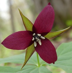 Trillium erectum