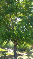 Magnoliopsida