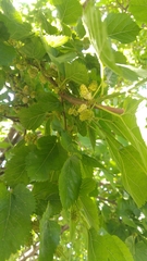 Magnoliopsida