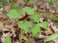 Trillium erectum
