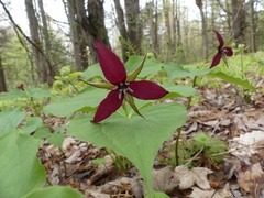 Trillium erectum