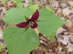 Trillium erectum