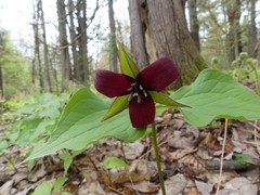 Trillium erectum