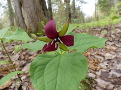 Trillium erectum