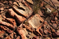 Adromischus triflorus