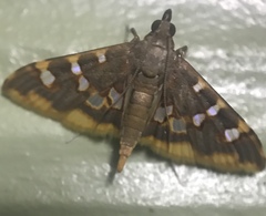 Prophantis