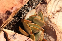 Adromischus triflorus