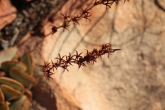 Adromischus triflorus